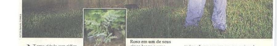 Alt da imagem